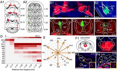 Novel Cerebello-Amygdala Connections Provide Missing Link Between Cerebellum and Limbic System